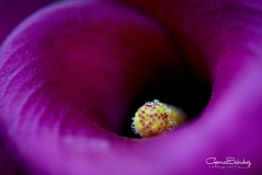 Calla-macro