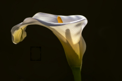 Calla-solitaria