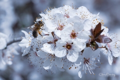 Cerezo con abeja