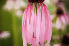 Echinacea-Pallida