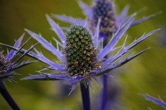 Eryngium-carlinae