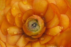 Flor Begonia gemasanchezfotografia