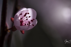Flor-cerezo-abriendose
