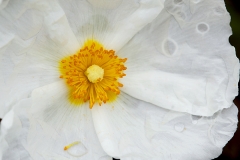 Flor de Heliantemo gemasanchezfotografia.com