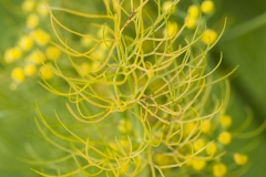 Flor de hinojo