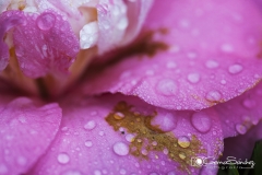 Flor de la Camelia gemasanchezfotografía