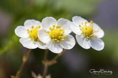 Flor de la fresa