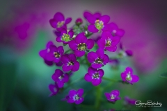 Flor-de-la-miel