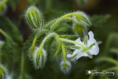 Flor de la patata gemasanchezfotografia