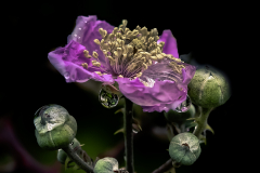 Flor-de-la-zarzamora