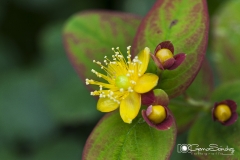 Flor del Hipérico. gemasanchezfotografia.com