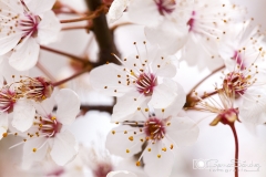 Flor del manzano. gemasanchezfotografia.com