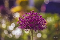 Flor-en-el-jardín