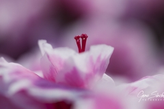 Flor-rosa-macro-1