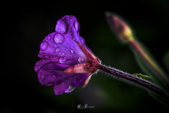 Flor-silvestre