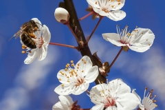 Flor y abeja
