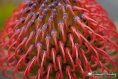 Fotografía de flor Protea gemasanchezfotografía