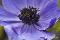 Fotografía de flor gemsanchezfotografia.com