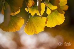 Ginkgo-Biloba-en-otoño