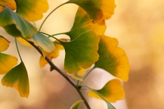 Ginkgo-Biloba-otoñal