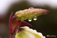 Gotas en flor