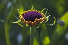 Helenium-Hybrid