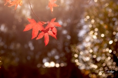Luces-de-otoño