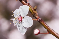 Macro flor cerezo 01