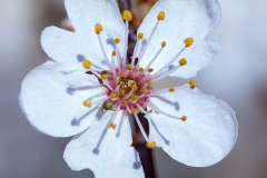 Macro flor del cerezo