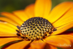 Macro margarita naranja