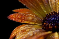 Margarita-con-rocío