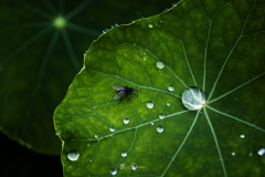 Mosca-sobre-hoja-de-capuchina