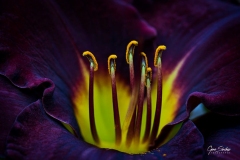 Narciso