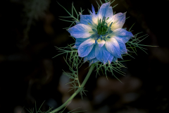 Nigella-damascena