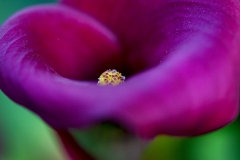 calla-color
