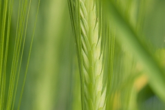 cebada fotografíagemasanchez