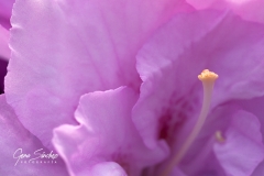 flor-macro-orsa-2