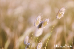 Foto de espigas gemasanchezfotografía