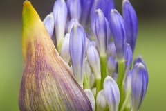 foto grafía de flor Agapanto gema sánchez fotografía