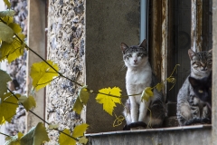 Gatos-en-la-ventana