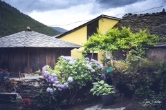 San-Emiliano-hórreo-y-hortensias