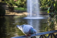 1_Parque-San-Francisco