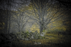 1_Arbol-en-otono