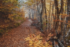 Camino-otoño