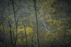 Colores-de-otoño