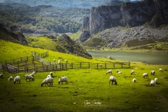 Lagos-de-Covadonga