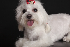 Bichón-Maltés-moderna