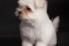 Bichón-cachorro