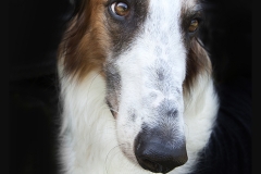 Audry. Borzoi