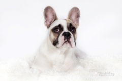 Retrato Bulldog Francés